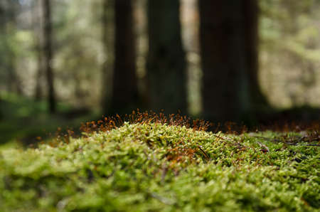 BLOOMING MOSS - A forest glade in the rays of the sun