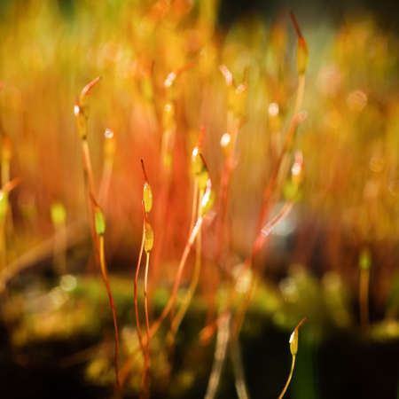 BLOOMING MOSS - A forest glade in the rays of the sun