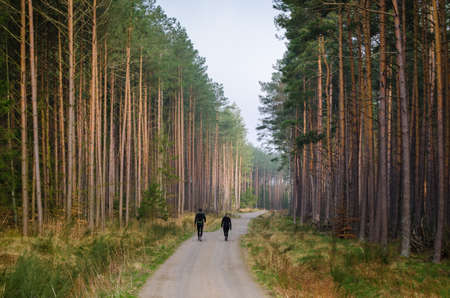 RECREATION - Nordic walking along the forest roadの写真素材