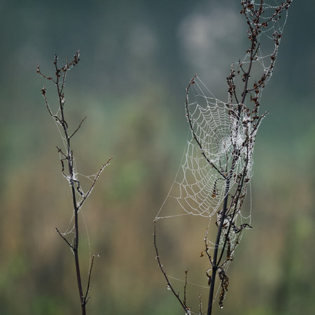COBWEB ON A WITHERED PLANT - A wet autumn day in the meadowの写真素材