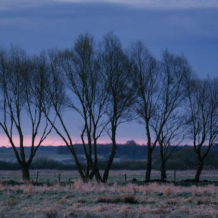 TREES - A picturesque morning over the meadowsの写真素材