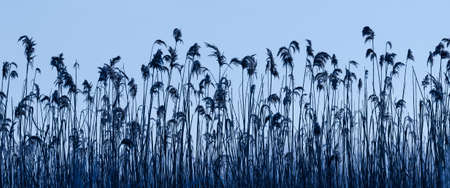COMMON REED - Morning on wet meadowsの写真素材