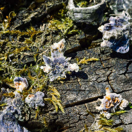 HUBS - Mushrooms on a dead tree trunkの写真素材