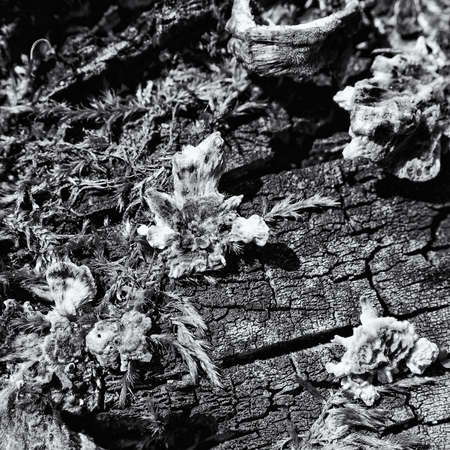 HUBS - Mushrooms on a dead tree trunk