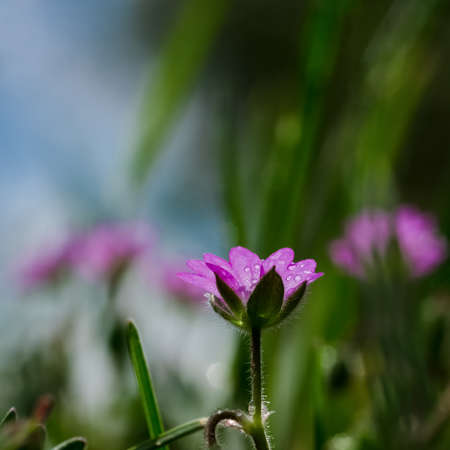 FIELD FLOWERS - Colorful spring in the meadowの写真素材