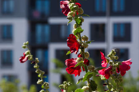 FLOWERSの写真素材
