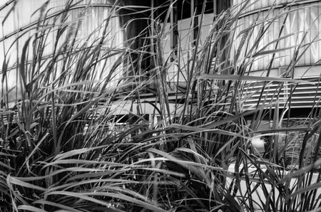 GRASS - Greenery on the square in the city center in front of the shopping mall