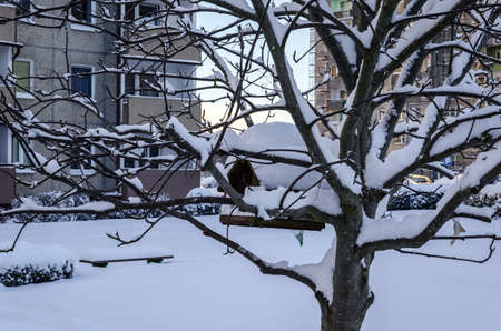 WINTER ATTACK IN THE CITY - A small square in a housing estate and a bird feeder on a tree covered with snowの写真素材