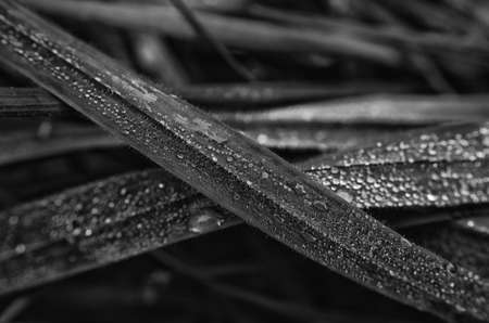 GRASS - Morning dew on the meadowの写真素材