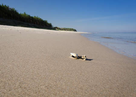 SEA COAST - A small shell washed up on the sea beach