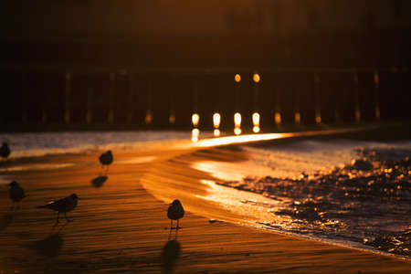 SEA COAST - Seagulls on the beach in the rays of the sunの写真素材