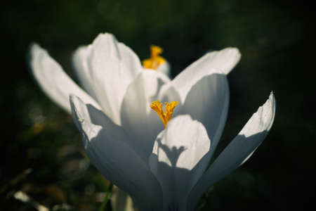 CROCUS - Spring flower in the sunshineの写真素材