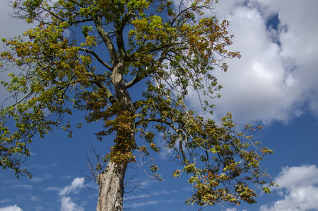 HORSE CHESTNUT - Tree against the sky with cumulus clouds