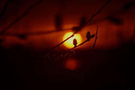 SUNSET - Spring twigs in rays of the sunの写真素材
