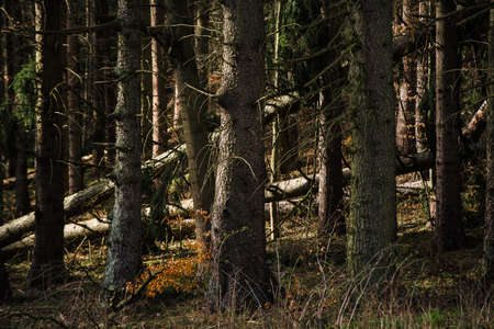 SPRUCES AND PINES - A forest of beautiful conifers