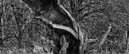 A SITE OF FIRE - Trunk of an old tree after a fire