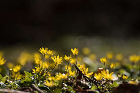 SPRING - Yellow wildflowers in the park