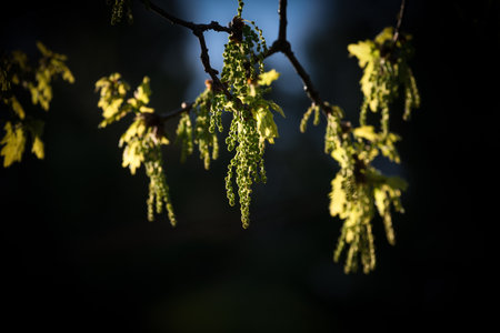 SPRING - Young blooming nature on the branches of treesの写真素材