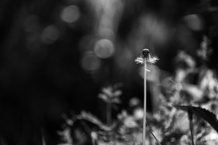 COMMON DANDELION - Sunny spring in meadows, lawns and forest glades