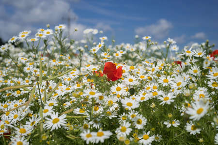 SUMMER LANDSCAPE - Blooming red poppy and chamomile flowersの写真素材