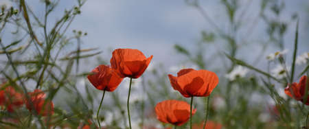 SUMMER LANDSCAPE - Blooming red poppy on a background of the blue sky and trees