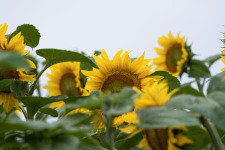 SUNFLOWER - Beautifully flowering plants in the fieldの写真素材