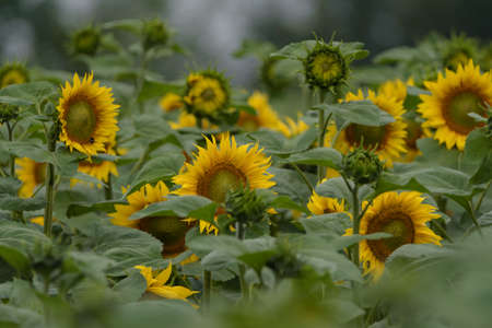 SUNFLOWER - Beautifully flowering plants in the fieldの写真素材