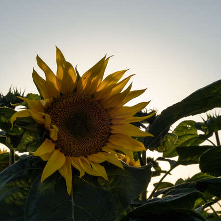 SUNFLOWER - Beautifully flowering plants in the fieldの写真素材
