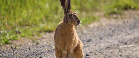 Wild animal on the dirt road
