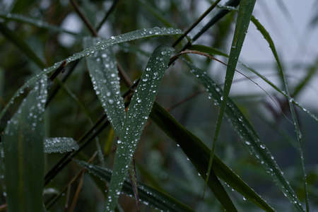 REEDS BY THE LAKE - Water plants in raindrops