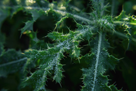 GROUND FROST - Cold frost on plant leavesの写真素材