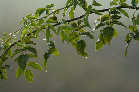 DROPS ON THE LEAVES - Traces of dew on bush