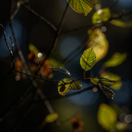YELLOWED LEAF - Colorful autumn and blueberries on the buckthorn bushの写真素材