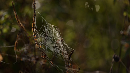 COBWEB - Drops of morning dew on a spider webの写真素材