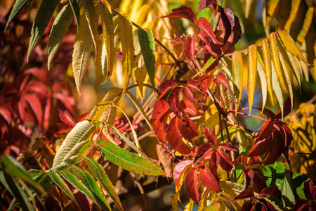 AUTUMN - Colorful season on plants in the sunshineの写真素材