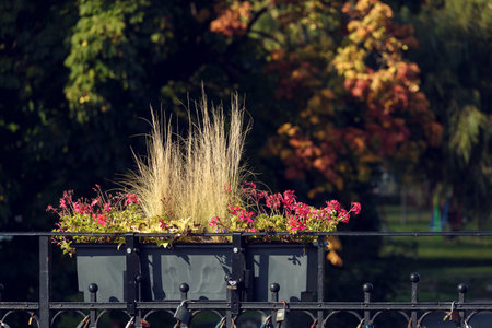 KOLOBRZEG, WEST POMERANIAN - POLAND - 2022: Colorful autumn on the river bank in flowers and on the leaves of treesのeditorial素材