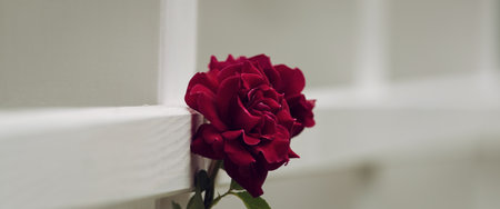 RED ROSE - Beautiful blooming flower in an ornamental gardenの写真素材