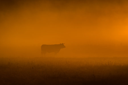 SUNRISE - A herd of cows stands in the pasture under the treesの写真素材