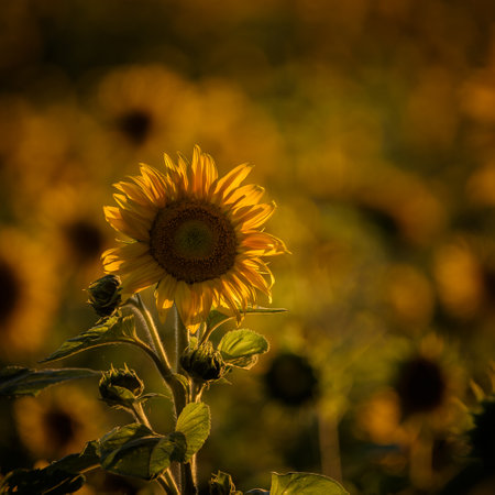 SUNFLOWERS - Beautifully blooming plant in the rays of sunの写真素材