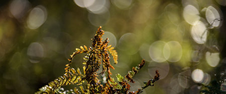 FERN AND DEW - Sunny morning in a forest glade
