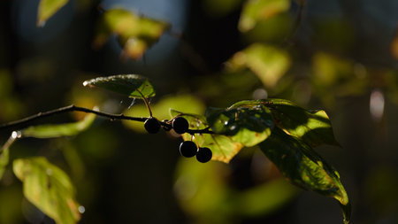 FRUITS, TWIGS AND LEAVES - Colorful autumn and blueberries on the bush in forest
