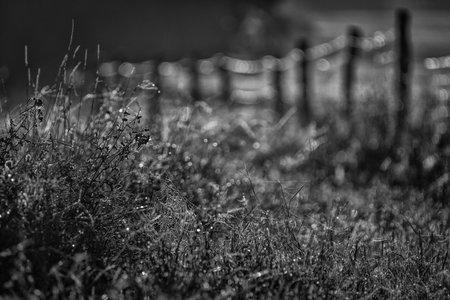 RURAL LANDSCAPE IN AUTUMN - Cobweb and old wooden fence in the pastureの写真素材