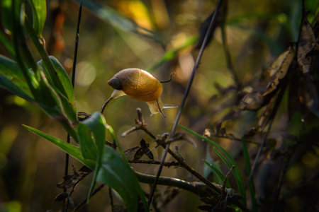 SNAIL - Small animal on meadow plantsの写真素材