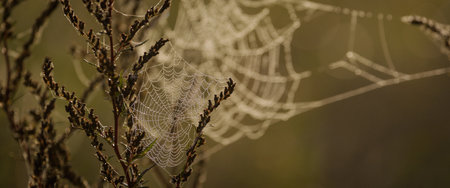 COBWEB - Drops of morning dew on a spider webの写真素材