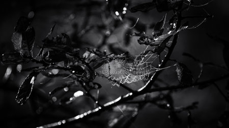 COBWEB - Drops of morning dew on a spider web