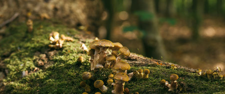 MUSHROOMS - Autumn forest life landscapeの写真素材