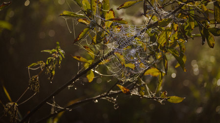 COBWEB - Drops of morning dew on a spider web