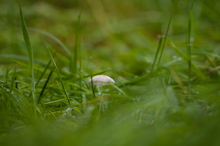 MUSHROOMS - Autumn meadow life landscapeの写真素材