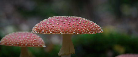 TOADSTOOL - Colorful mushroom in the autumn forest