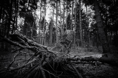 FOREST - Root and trunk of a tree in a coniferous forest